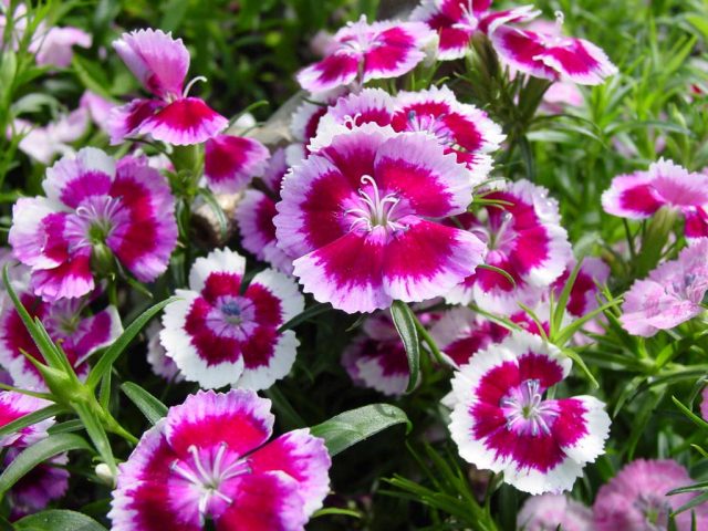 Plantas ornamentales. Usos y propiedades. Plantas ornamentales. Usos y propiedades.