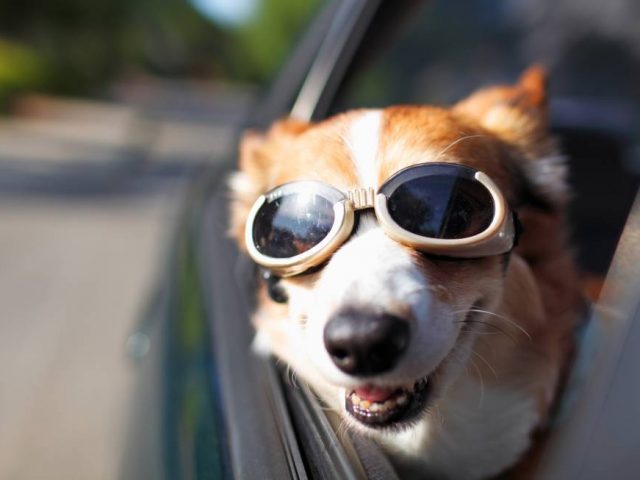 Consejos básicos para viajar con mascotas Consejos básicos para viajar con mascotas