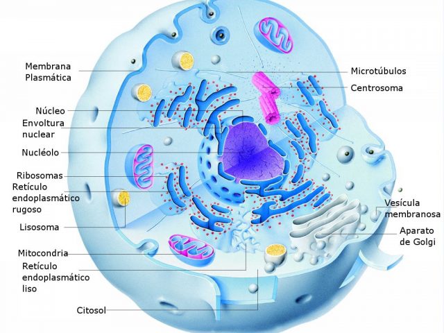 Conoce la Célula animal y la vegetal Conoce la Célula animal y la vegetal