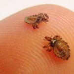 Adiós a los piojos Multitematica