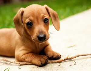 cachorro-dachshund