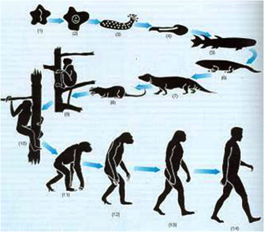 4 conceptos erróneos de quienes niegan la evolución de las especies