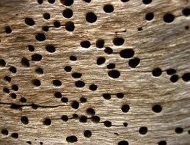 Recomendaciones para detener la polilla de la madera