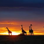 Riesgos y recomendaciones al viajar a África Salud