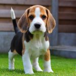 Los cuidados de un perro beagle Ciencia y Medio Ambiente