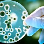 Principales características de las bacterias Ciencia y Medio Ambiente