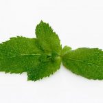 Propiedades del toronjil Salud