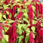 El amaranto el alimento de los toltecas Cultura y Ocio