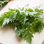 Propiedades benéficas del ajenjo Salud