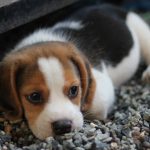 7 formas de matar garrapatas a tus perros y eliminarlas de tu casa Ciencia y Medio Ambiente