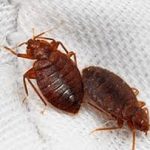 Elimina los ácaros para siempre Ciencia y Medio Ambiente