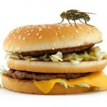 Moscas y salmonelosis: una enfermedad adquirida con los alimentos Salud