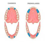 ¿Cómo es la composición de los dientes?