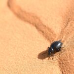 animales que viven en el desierto