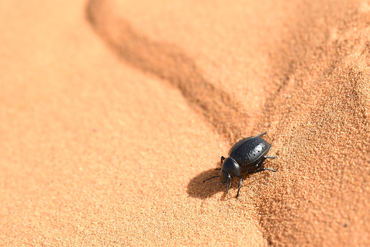 пустыня намиб жуки чернотелки. жук-чернотелка пустыни. насекомые в песке. жук скарабей пустыни. жуки в пустыне.